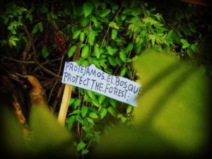 protect the forest costa rica earth day environment environmental awareness protejamos el bosque