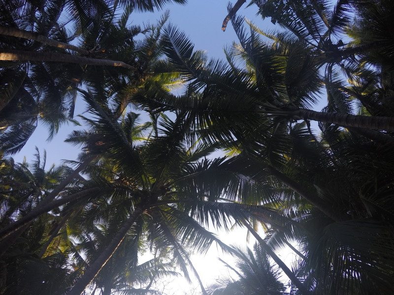 curu costa rica beach palm trees