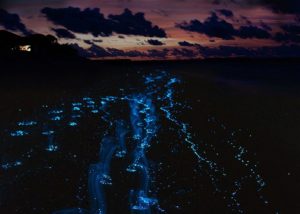 bioluminescence curu costa rica plankton