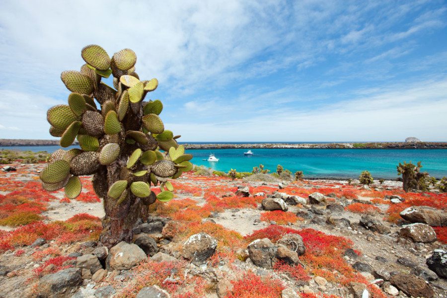 south plaza island galapagos travel study abroad