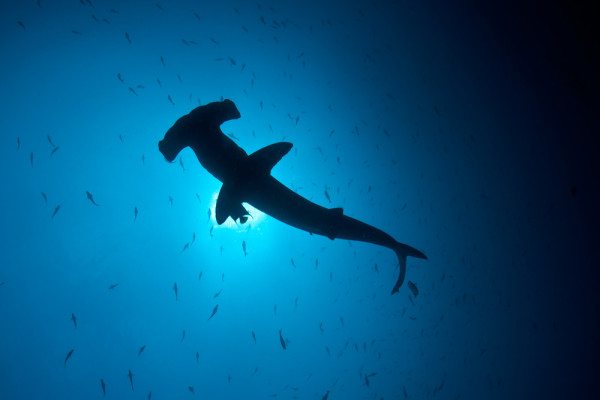 scalloped hammerhead sharks galapagos ecuador travel study abroad