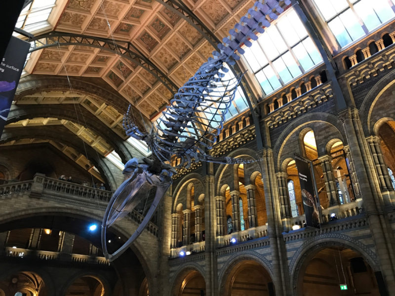 Natural History Museum and Science Museum | AIFS Study Abroad in London,  England - AIFS Study Abroad Blog