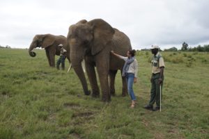 AIFS Abroad student petting an elephant in South Africa