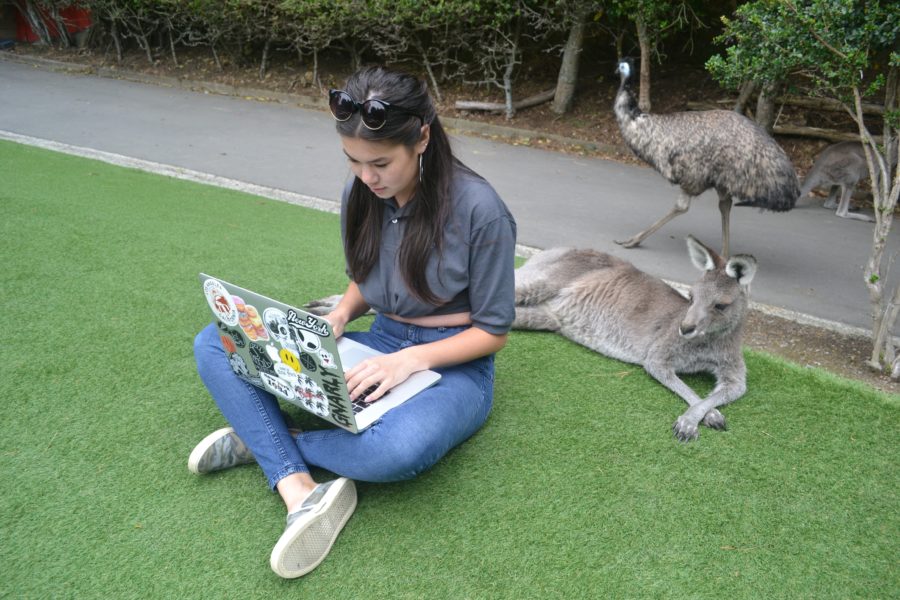 AIFS Abroad student with kangaroo in Wellington, New Zealand