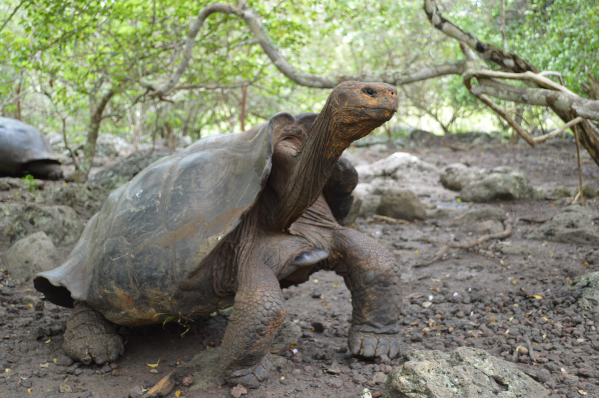 Best Ways to Discover the Unrivaled Galápagos Islands' Wildlife