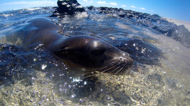 Best Ways to Discover the Unrivaled Galápagos Islands' Wildlife