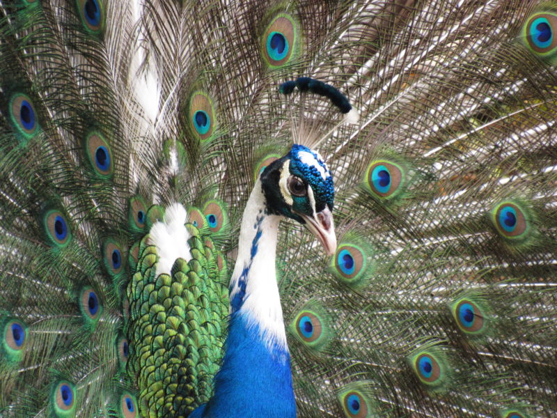 Peacock in Ronda, Spain