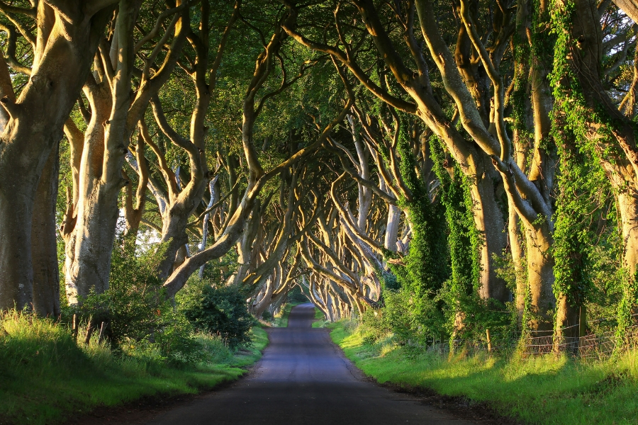 Calling all GoT fans! Here are 7 Game of Thrones filming locations in Europe where you can explore Westeros in real life. | AIFS Study Abroad | The Dark Hedges, Northern Ireland