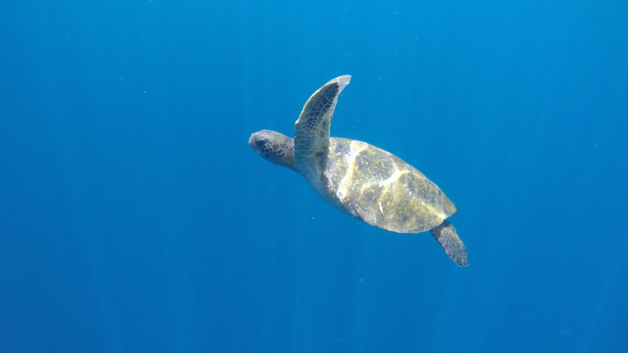 Deep Dive with Sea Turtles | Kelly L., | AIFS Study Abroad in Galápagos Islands, Ecuador, J-Term 2016