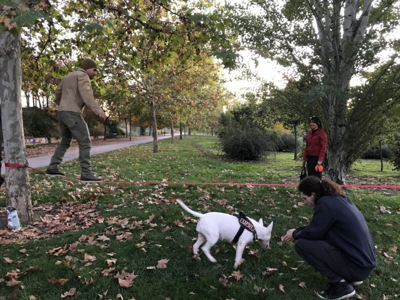 People chatting in Granada, Spain with dog | AIFS Study Abroad