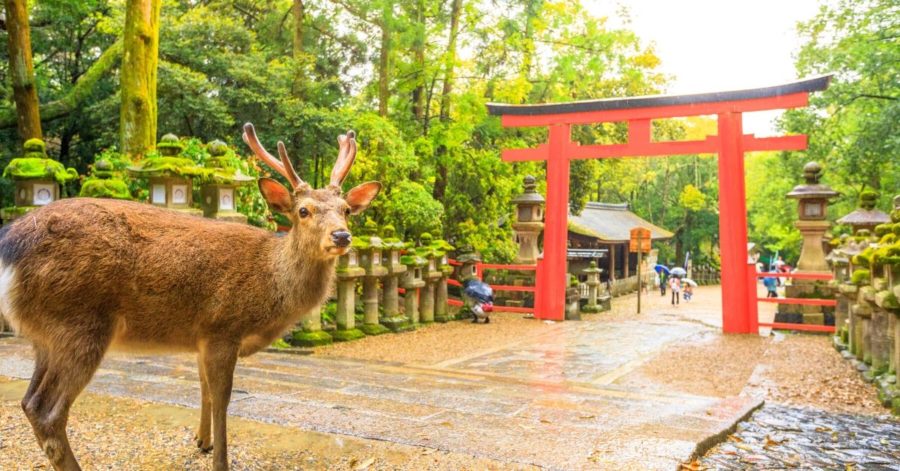 Visit Nara Park when you study abroad in Japan with AIFS this summer!