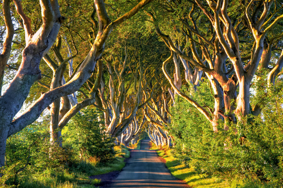 Dark Hedges in Ireland