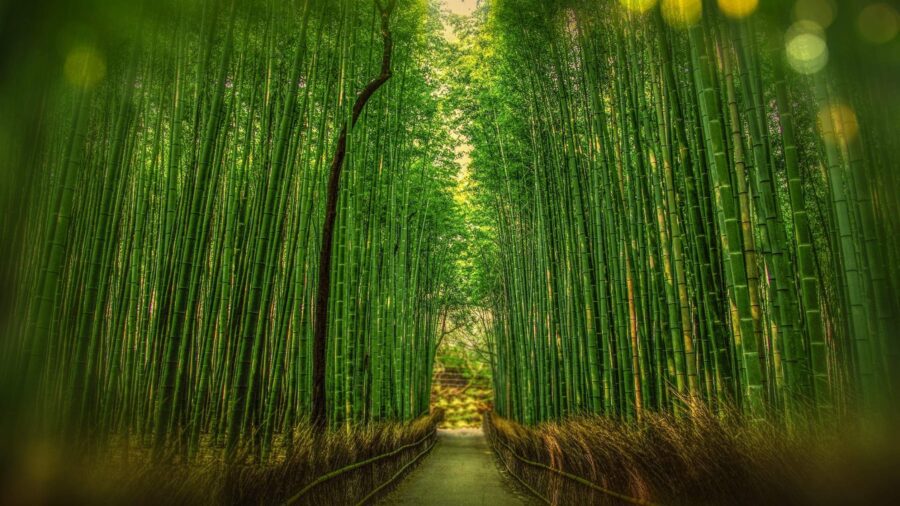 Bamboo forest in South Korea