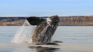 Southern Right Whale - Peninsula Valdes in Argentina