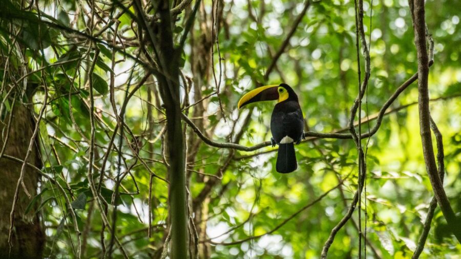 Toucan in Sarapiquí, Costa Rica