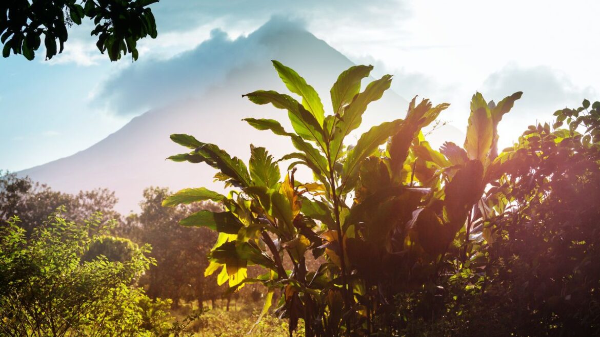 San Jose, Costa Rica - Jungle