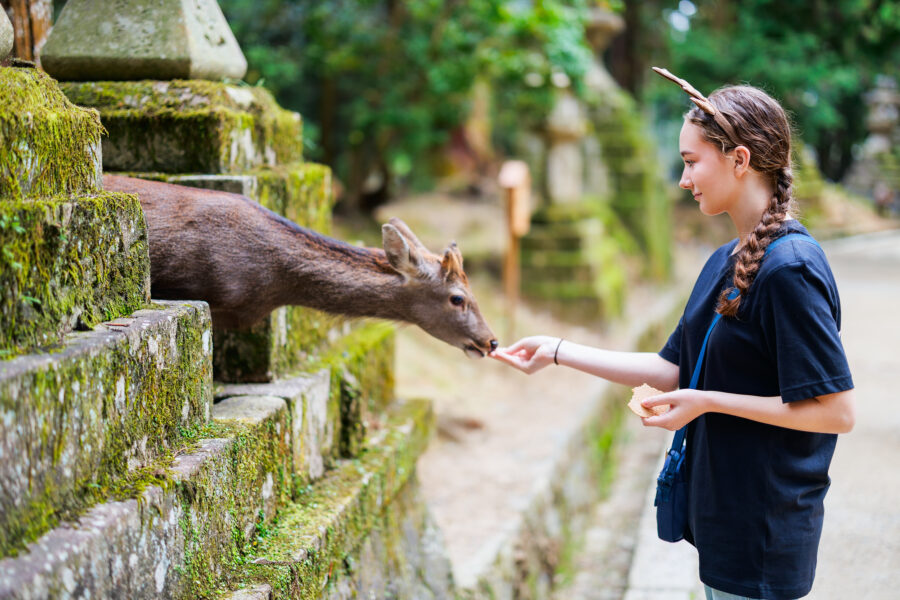 Feeding sika deer in Nara, Japan